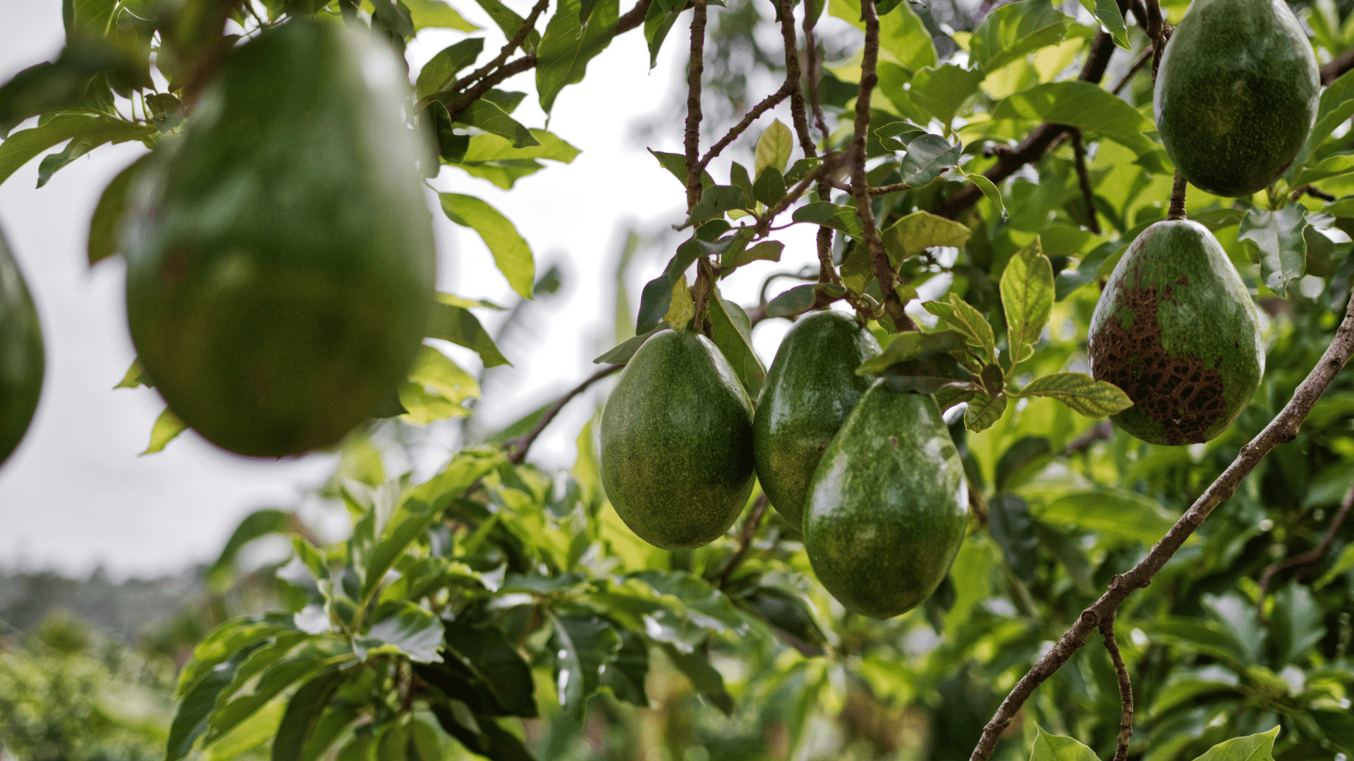 avocado tree canva